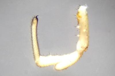 <i>Rilaena triangularis</i>