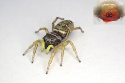 <i>Heliophanus cupreus</i>