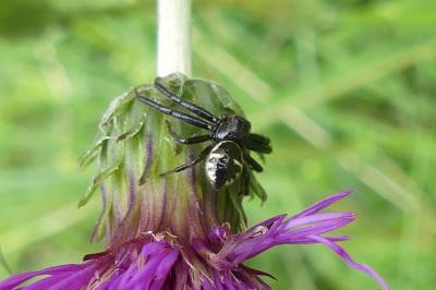 <i>Synema globosum</i>