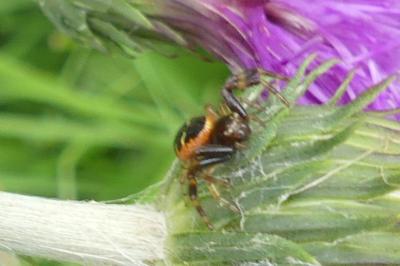 <i>Synema globosum</i>