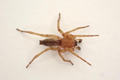 <i>Clubiona reclusa</i>