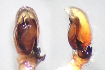 <i>Clubiona reclusa</i>