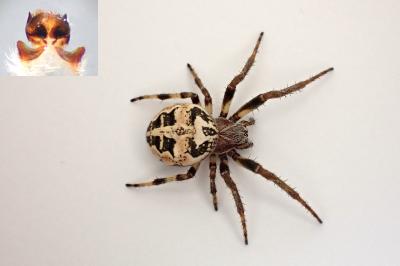 <i>Larinioides cornutus</i>