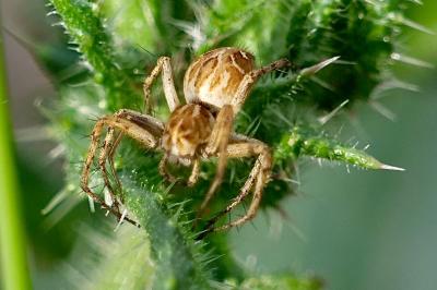 <i>Oxyopes</i>
