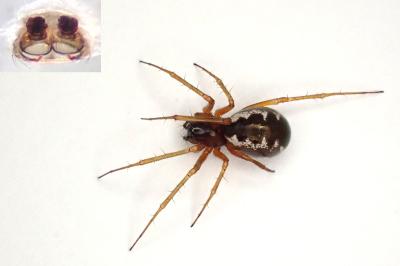 <i>Linyphia hortensis</i>