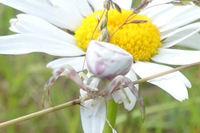 <i>Thomisus onustus</i>