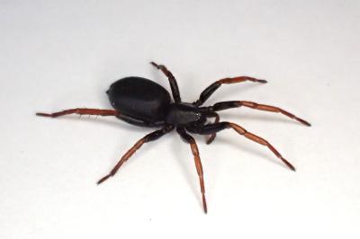 <i>Trachyzelotes pedestris</i>