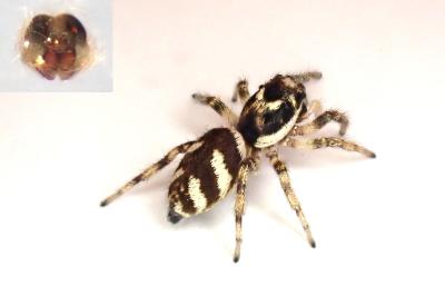 <i>Salticus scenicus</i>