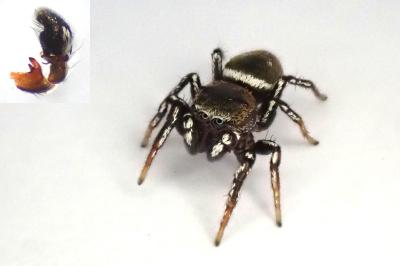 <i>Heliophanus tribulosus</i>