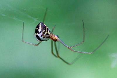 <i>Neriene radiata</i>