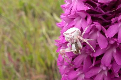 <i>Thomisus onustus</i>