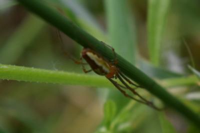<i>Tetragnatha extensa</i>