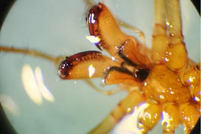 <i>Tetragnatha extensa</i>
