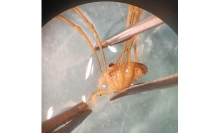 <i>Rilaena triangularis</i>