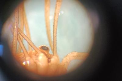 <i>Rilaena triangularis</i>