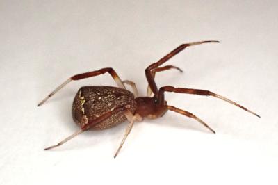 <i>Episinus truncatus</i>