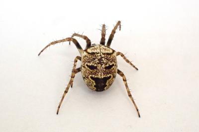 <i>Zilla diodia</i>