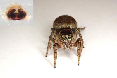 <i>Evarcha falcata</i>