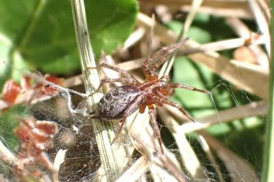 <i>Agelena labyrinthica</i>