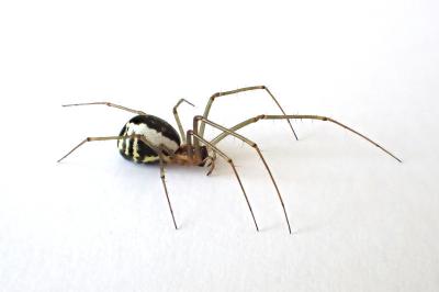 <i>Neriene radiata</i>