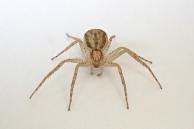 <i>Philodromus dispar</i>