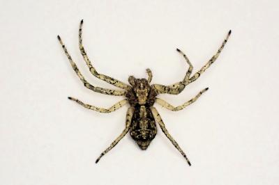 <i>Tmarus stellio</i>