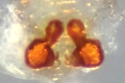 <i>Tmarus stellio</i>