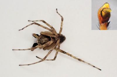 <i>Philodromus cespitum</i>
