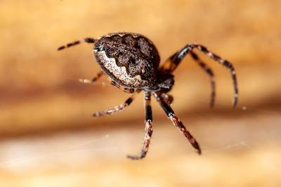 <i>Nuctenea umbratica</i>