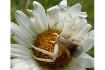 <i>Misumena vatia</i>
