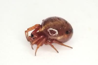<i>Hypsosinga sanguinea</i>