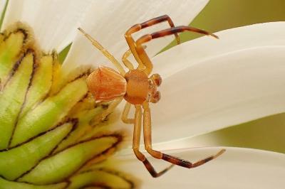 <i>Thomisus onustus</i>