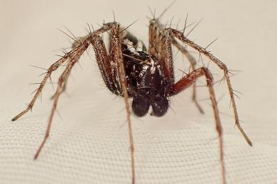 <i>Oxyopes</i>