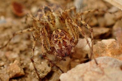 <i>Oxyopes</i>