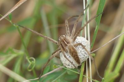 <i>Pisaura mirabilis</i>