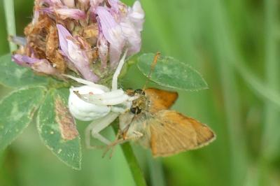 <i>Misumena vatia</i>
