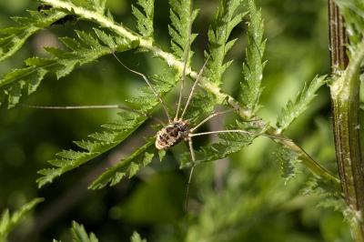 <i>Phalangium opilio</i>