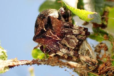 <i>Araneus angulatus</i>