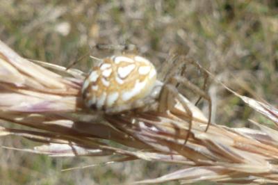 <i>Neoscona adianta</i>