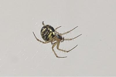 <i>Mangora acalypha</i>