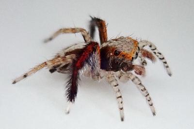 <i>Saitis barbipes</i>