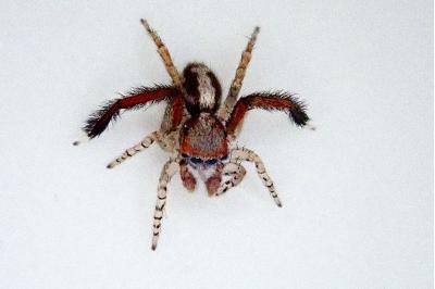 <i>Saitis barbipes</i>