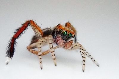 <i>Saitis barbipes</i>