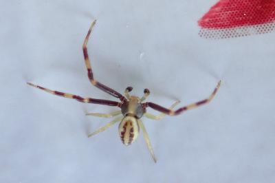 <i>Misumena vatia</i>