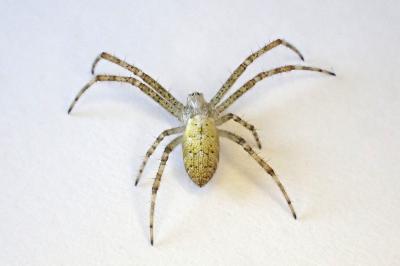 <i>Argiope bruennichi</i>