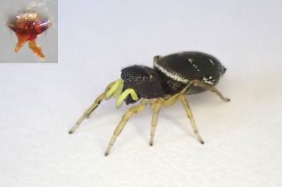 <i>Heliophanus cupreus</i>
