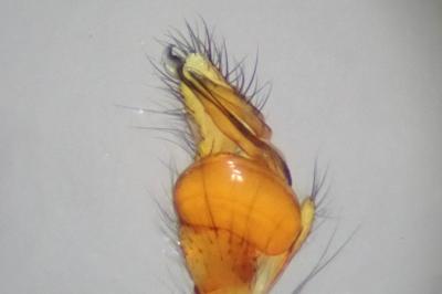 <i>Tetragnatha extensa</i>
