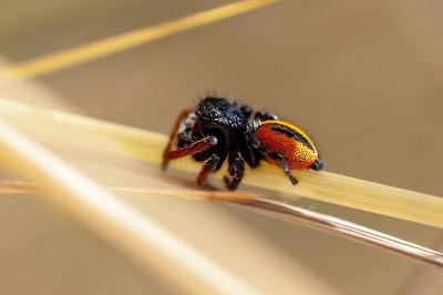 <i>Philaeus chrysops</i>