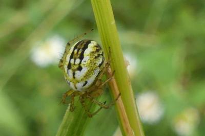 <i>Mangora acalypha</i>