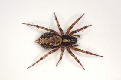 <i>Textrix denticulata</i>